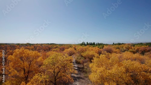 4k drone view of dirt road passing through populus euphratica forest in Gobi desert with yellow foliage in Zepu Populus euphratica Forest Park, Kashgar, Southern Xinjiang, China, 4k real time footage.