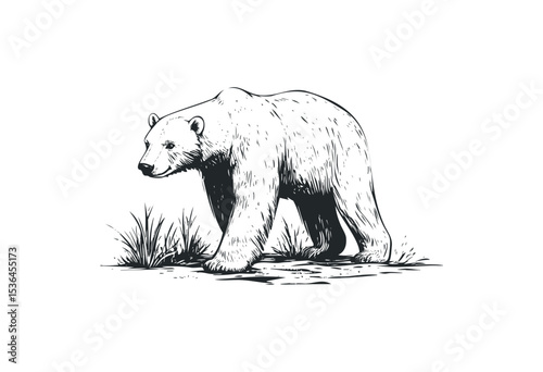 Detailed ink drawing of a walking polar bear in natural habitat. Vector retro hand drawn illustration