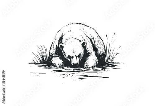 Polar bear drinking from water source in minimalist black and white sketch. Vector retro hand drawn illustration