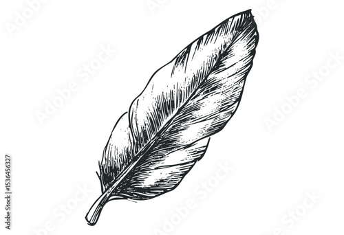 Detailed hand-drawn feather sketch with intricate linework. Vector retro hand drawn illustration