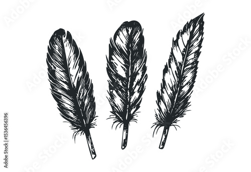 Hand-drawn feather sketches: set of three detailed plumes. Vector retro hand drawn illustration