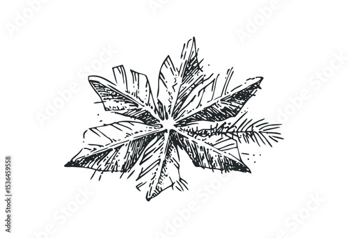 Detailed illustration of castor oil plant leaf with botanical detailing. Vector retro hand drawn illustration