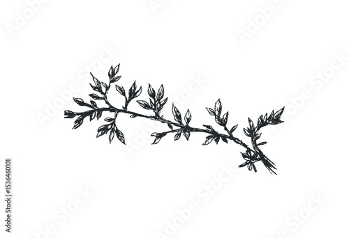 Hand-drawn botanical illustration: detailed leafy branch sketch. Vector retro hand drawn illustration