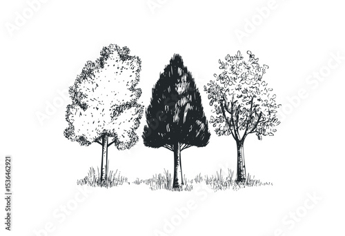Detailed sketches of three different tree types in nature. Vector retro hand drawn illustration