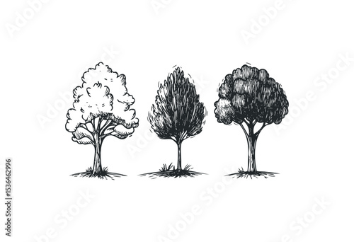 Set of three hand-drawn trees showcasing unique shapes and foliage. Vector retro hand drawn illustration