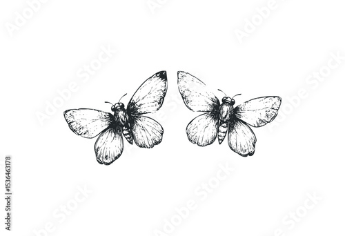 Detailed butterfly sketch art of two matching butterflies in symmetry. Vector retro hand drawn illustration