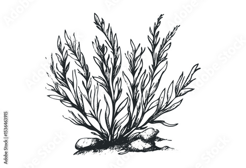 Hand-drawn botanical illustration of elegant ocean seaweed. Vector retro hand drawn illustration