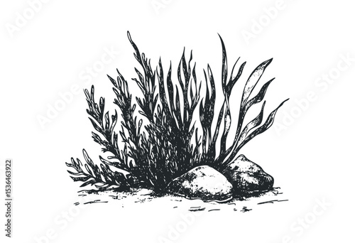 Detailed pen and ink drawing of seaweed and rocks. Vector retro hand drawn illustration