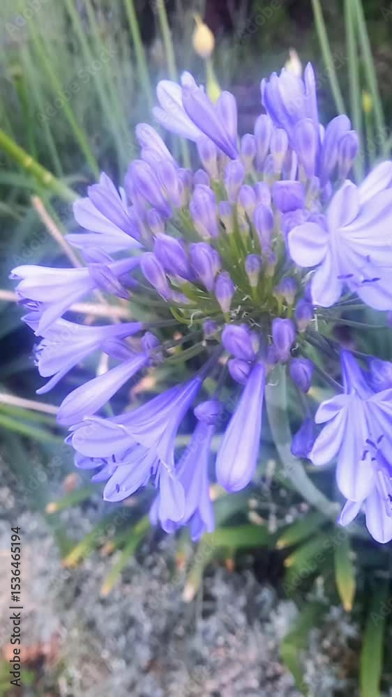 custom made wallpaper toronto digitalSummer blue flowers in the garden. Agapanthus plant 