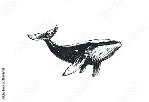Detailed hand-drawn illustration of a majestic whale swimming elegantly. Vector retro hand drawn illustration