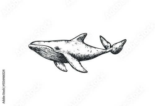 Hand-drawn illustration of a whale in detailed black and white sketch style. Vector retro hand drawn illustration