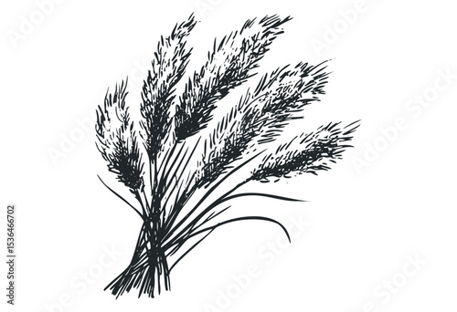 Hand-drawn illustration of wheat ears. Vector retro hand drawn illustration