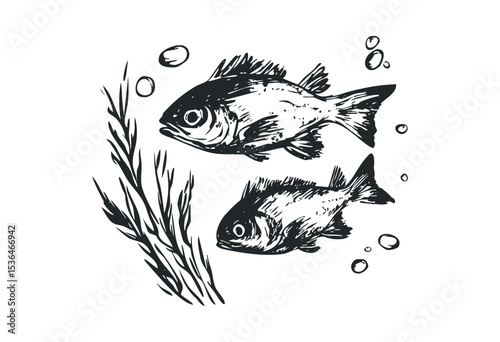 Hand-drawn illustration of two fish with seaweed and bubbles. Vector retro hand drawn illustration