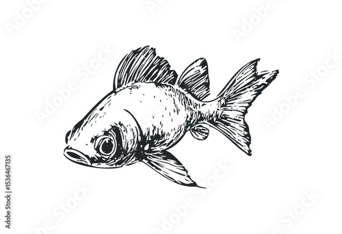Detailed sketch of a goldfish with intricate fin and scale patterns. Vector retro hand drawn illustration