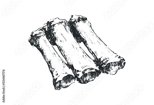 Hand-drawn illustration of three rib bones for anatomy study and scientific exploration. Vector retro hand drawn illustration