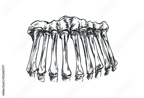 Hand drawn ribcage illustration depicting human thoracic anatomy. Vector retro hand drawn illustration