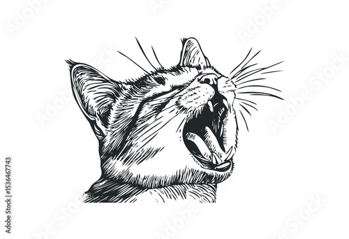 Yawning cat sketch in detailed black and white illustration. Vector retro hand drawn illustration