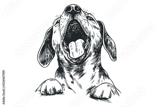 Sketch of a dog yawning with ears flopped forward in detailed style. Vector retro hand drawn illustration