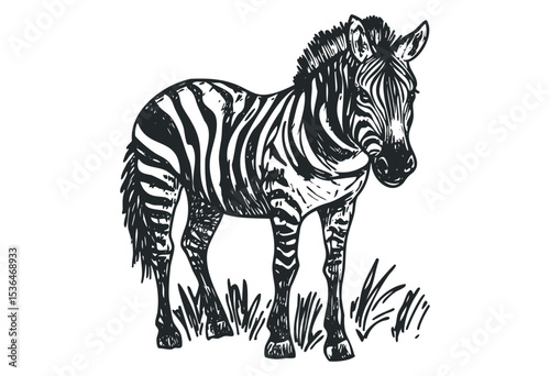 Hand-drawn zebra illustration with striking black and white stripes. Vector retro hand drawn illustration