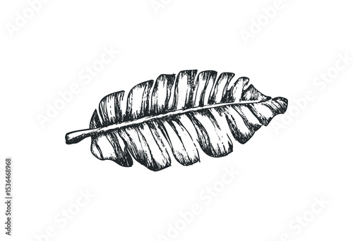 Hand-drawn banana leaf sketch with detailed texture and shading in black and white. Vector retro hand drawn illustration