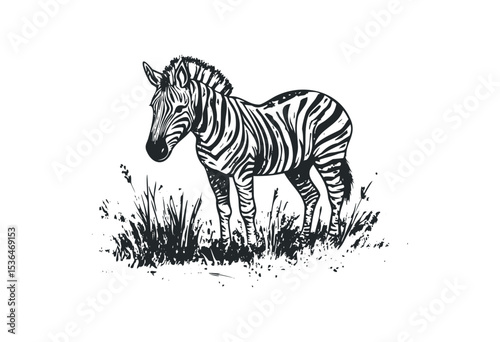 Monochrome zebra illustration in grassland setting. Vector retro hand drawn illustration