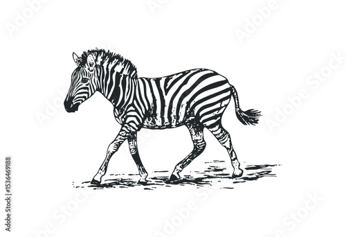 Monochrome zebra illustration with detailed stripes in motion. Vector retro hand drawn illustration