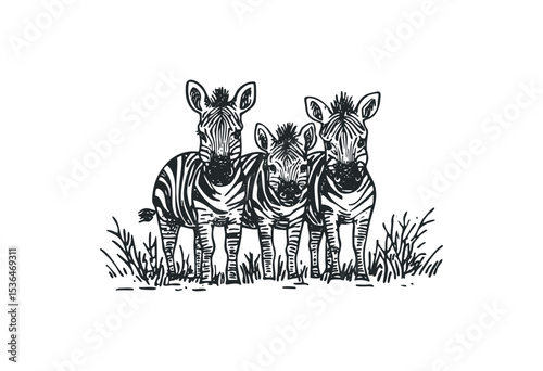Three zebras standing together in grassland. Vector retro hand drawn illustration