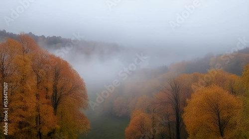 Wallpaper Mural Autumn Forest in Mist, Scenic Landscape Torontodigital.ca
