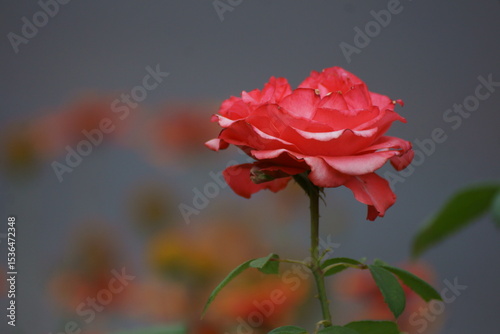 red rose on the street 