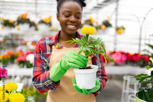 A florist, wearing gloves, carefully replants a marigold flower in a pot inside a flower shop.