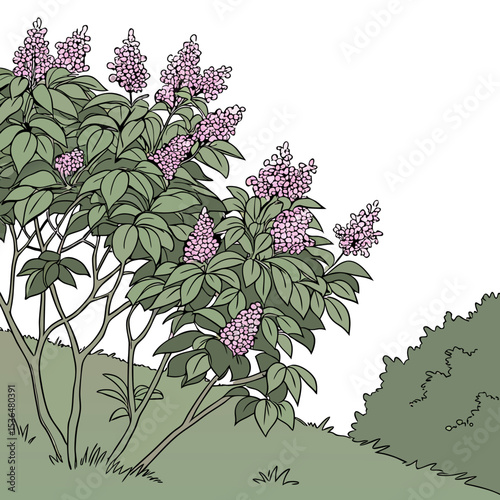 a lot of lilac bush branches thicket