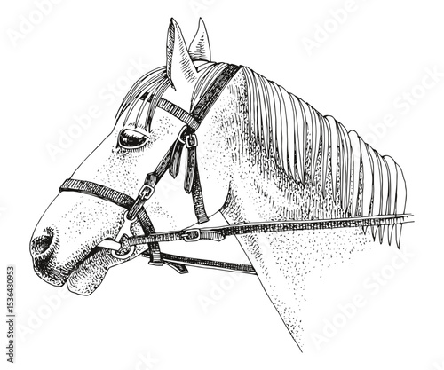 Horse head portrait with bridle