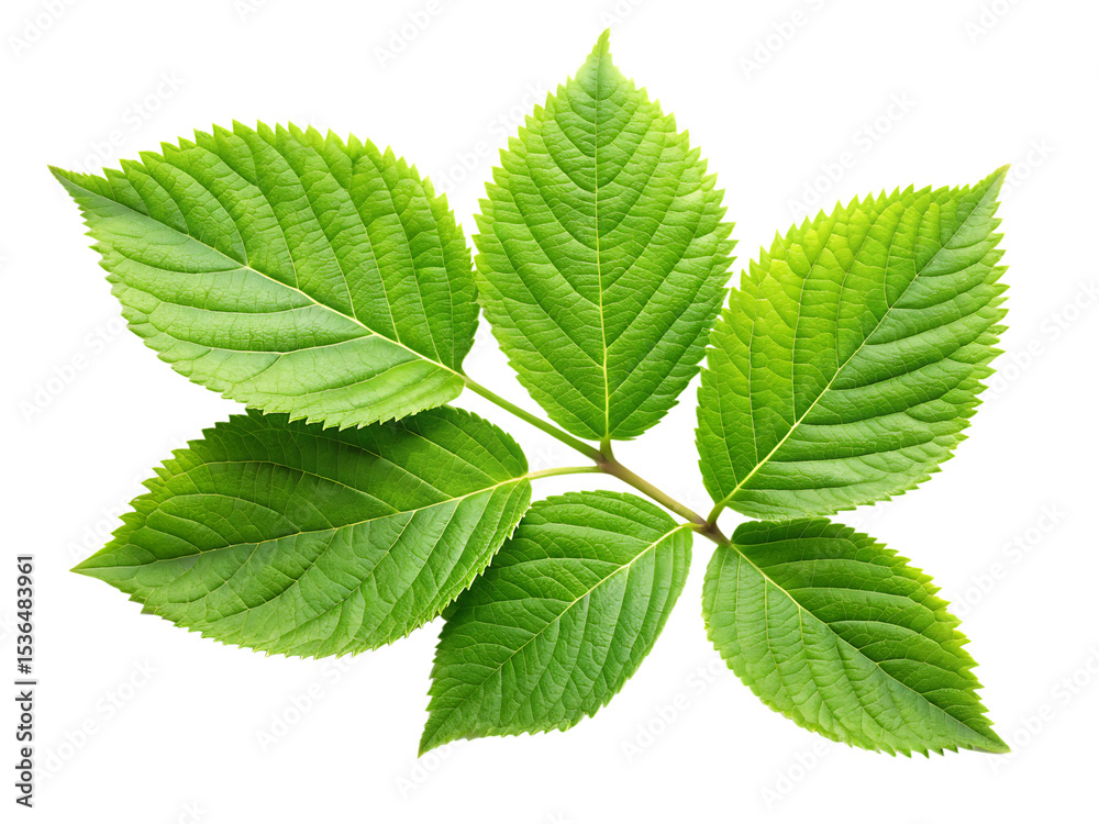 green leaves isolated on white background PNG , AI GENERATED green leaves isolated on white background PNG , AI GENERATED