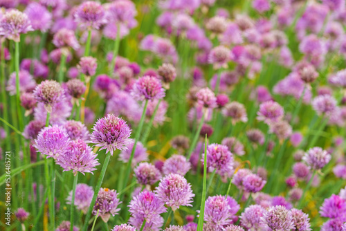 Close up image of blooming chive, allium schoenoprasum flower on vivid purple petals and green stems background. Gardening, nature, or herbal plants, landscape design, decorative plant for flowerbed.