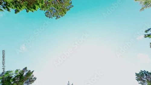 Background of crowns of bright green trees against a blue sky on a bright sunny day