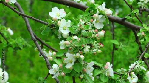 Apple tree branches strewn with delicate white flowers in early spring