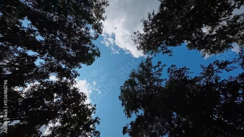 Tree crowns against a beautiful blue sky with clouds, drone flying under tree crowns