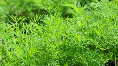 Young shoots of dill sway in the wind on a bright sunny day