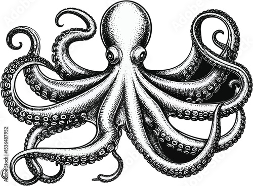 Detailed illustration of an octopus with swirling tentacles and suction cups on transparent background