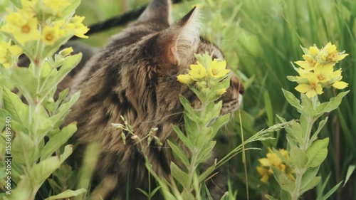 domestic cat sitting in tall grass with flowers enjoying nature leash walk summer park tranquil moment concept pet care relaxation
