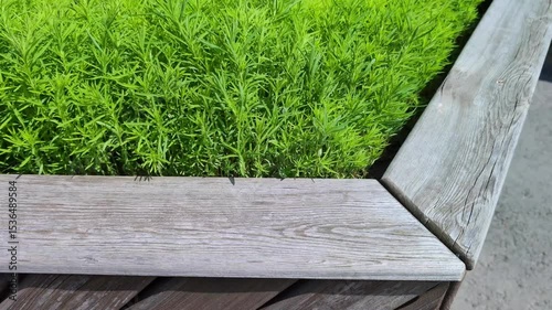 Flowerbed with a wooden fence and bright green young plants in spring