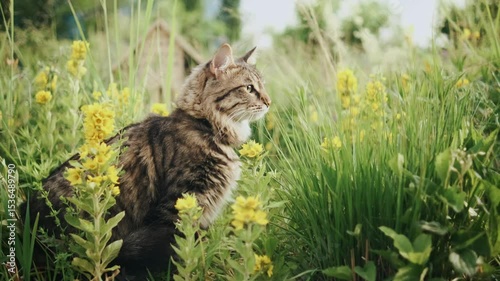 domestic cat sitting in tall grass with flowers enjoying nature leash walk summer park tranquil moment concept pet care relaxation
