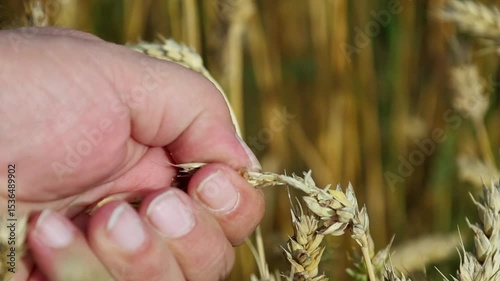 Farmer checking the ripeness of wheat in a large wheat field, close-up
