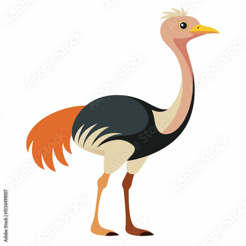 ostrich vector illustration