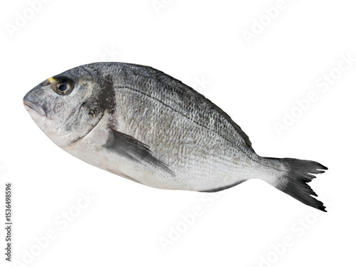 1 Dorade und Hintergrund transparent PNG cut out  Gilthead Sea Bream photo