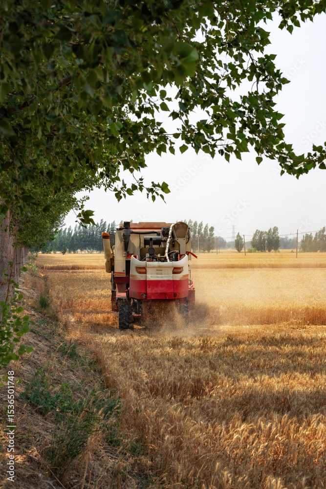 Fototapeta premium Wheat Harvest Machine in a Golden Field