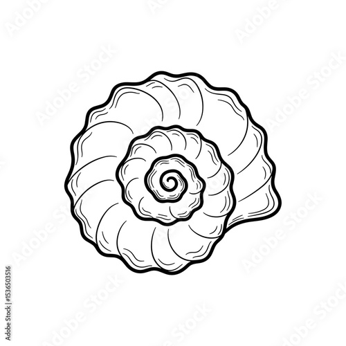 Seashell illustration, delicate and coastal style, black and white, for beach themes