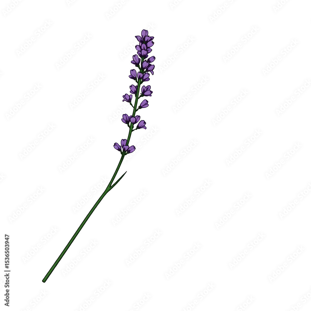 Naklejka premium Single lavender sprig illustration on white background