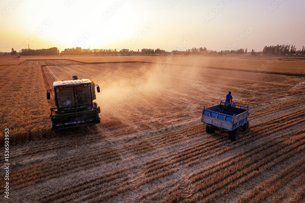 Fototapeta premium Harvesting Wheat Field at Sunset