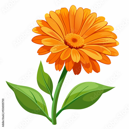 calendula flowers isolated on white